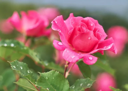 Bio-Rosen-Dünger Mit Schafwolle, Compo, 2 Kg -Gartenmöbelgeschäft rosen a z 117997