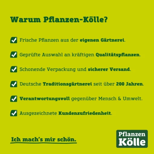 Kölle Bio Zwergapfel 'PidiⓈ' Im Topf 7,5 Liter -Gartenmöbelgeschäft usps pflanzen koelle 211119 70877 49